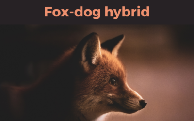 Fox-dog hybrid